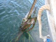 ancre dans les herbiers de zostères