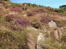 lande du Cosmeur - Carantec