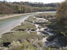 prés salés du Dourduff - Plouezoc'h