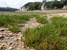 Salicornes - Locquénolé