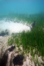 Zostera marina - Zostère marine - CNRS - Station Biologique Roscoff - Y. Fontana